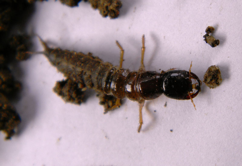 Larva di Ocypus sp.
